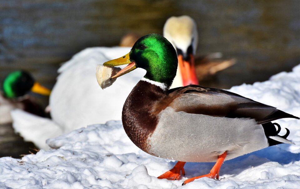 Mallard bird feather