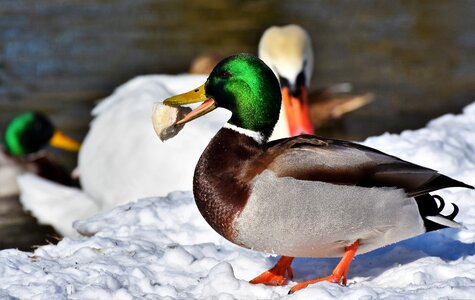 Mallard bird feather photo