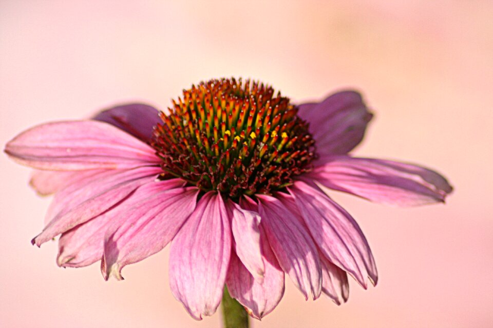 Flower daisy petals