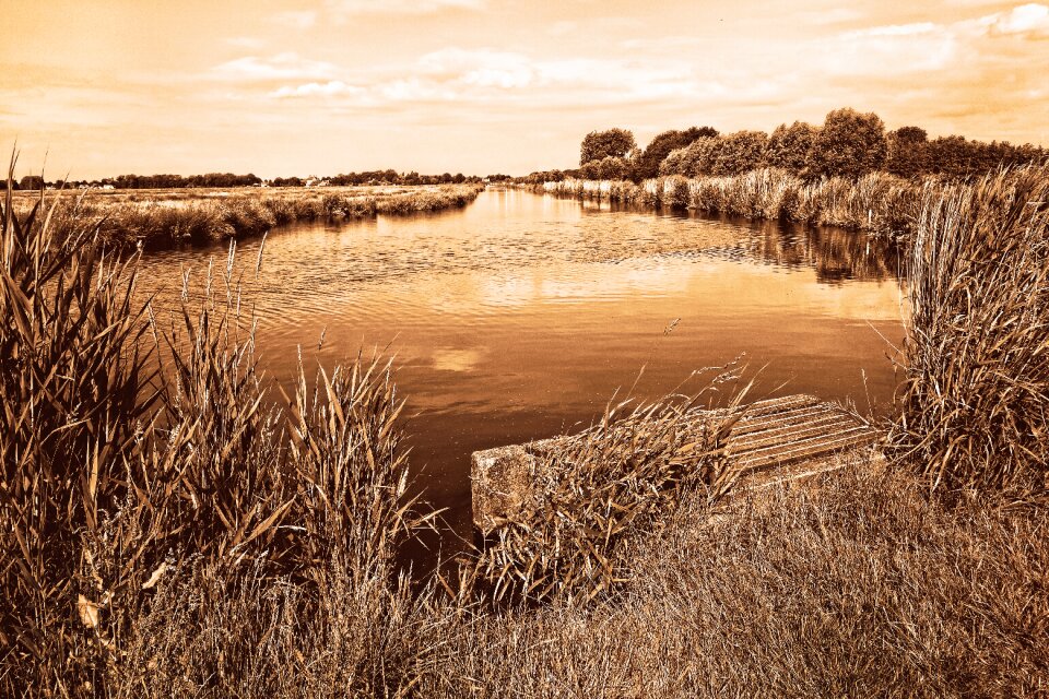 Rushes vegetation horizon