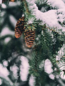 Snow winter plant