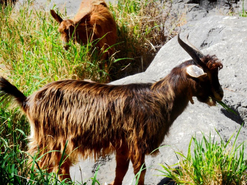Feral Goats