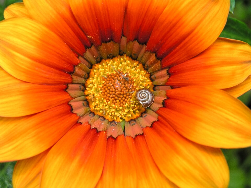 Snail petals orange flower