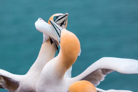Trouble fight birds