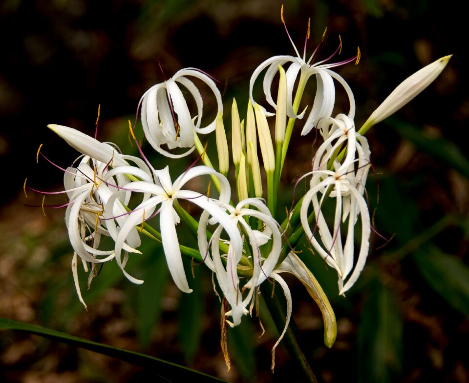 Flower white delicate
