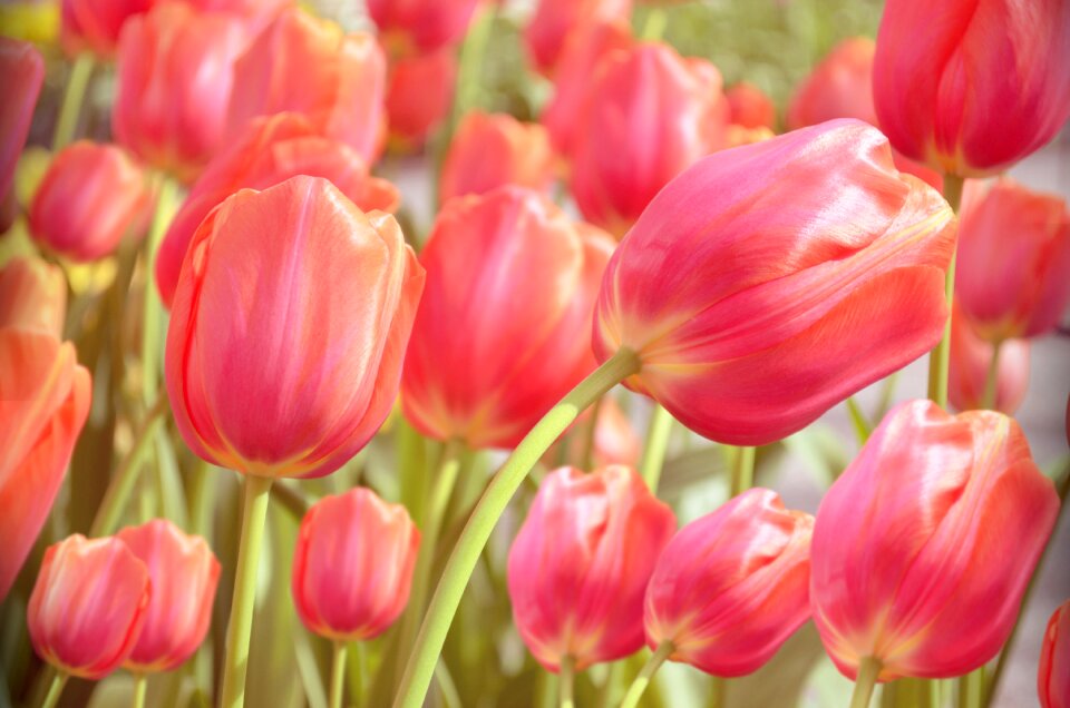 Nature spring freshness