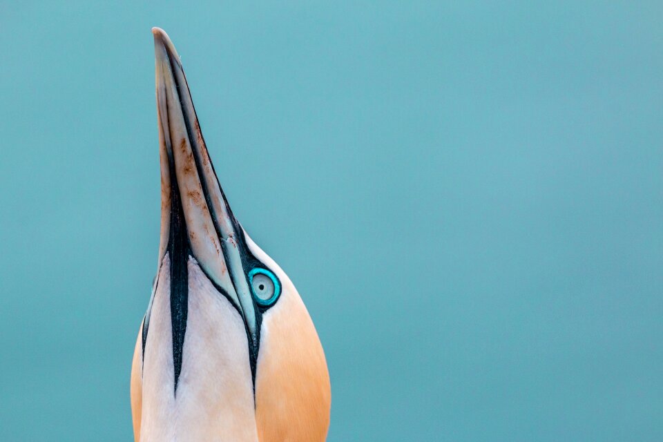 Northern gannet boobies morus bassanus