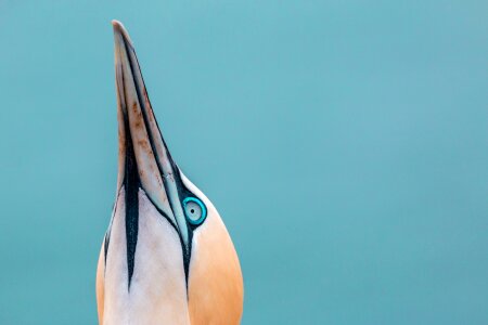 Northern gannet boobies morus bassanus
