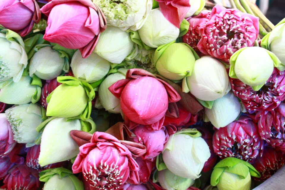 Food freshness floral