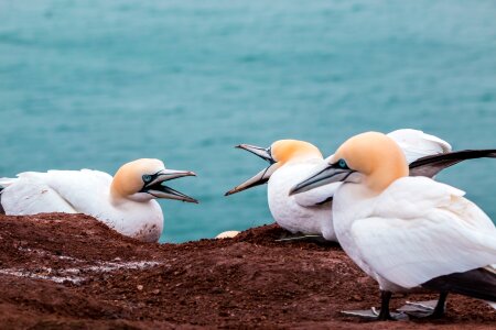 Trouble fight birds