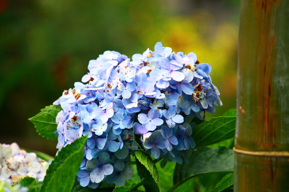 Flora garden closeup