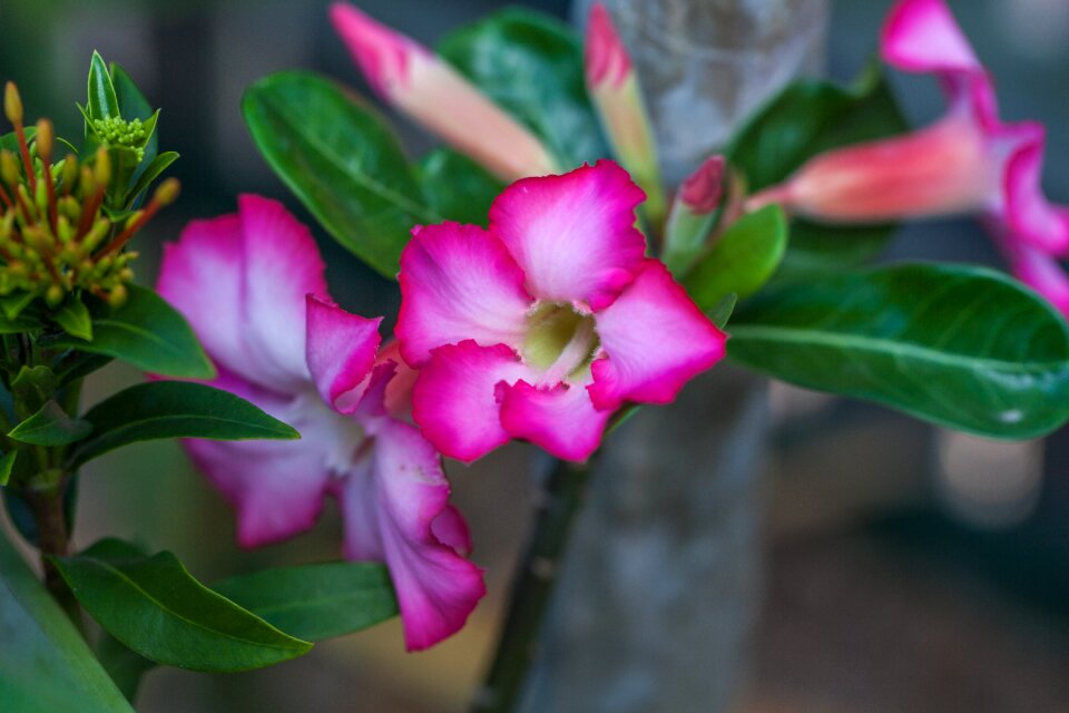 Desert rose plant queensland plants townsville garden