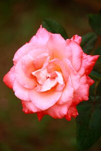 Leaf rose blooming photo