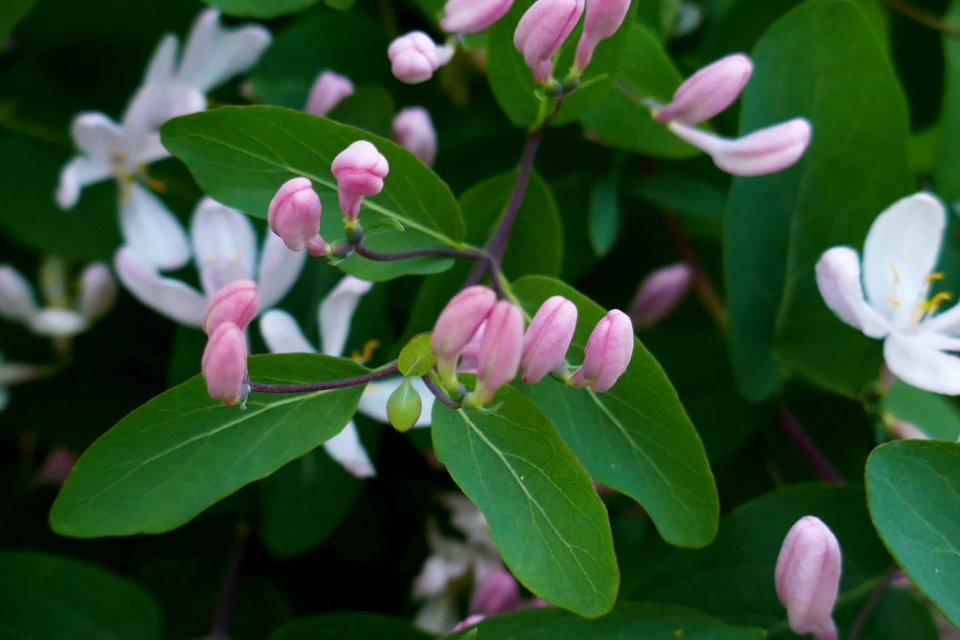 flowers_bloom_spring2017_0415_194025(2)
