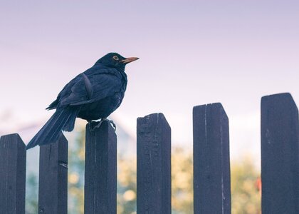 Fence twilight blackbird photo