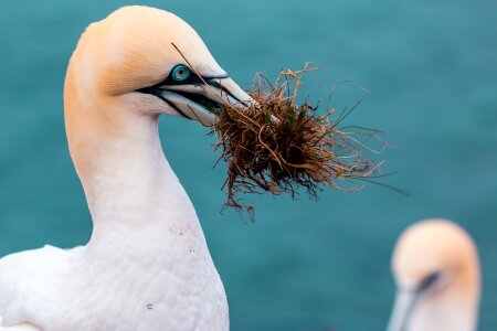 Pelecaniformes bird nature