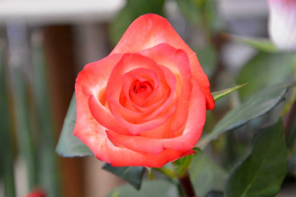 Thorny rosebush nature