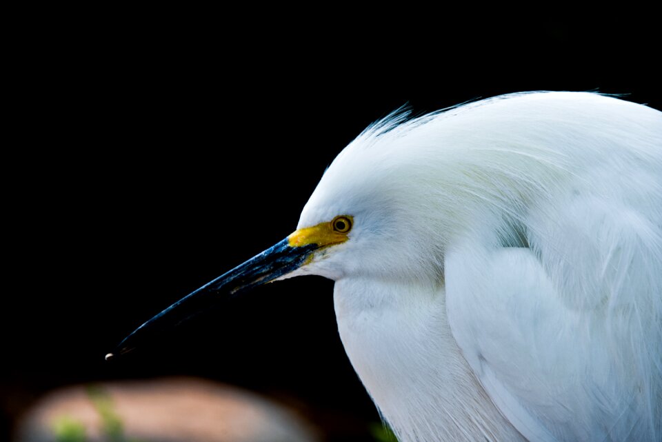 Feather wing snowy egret