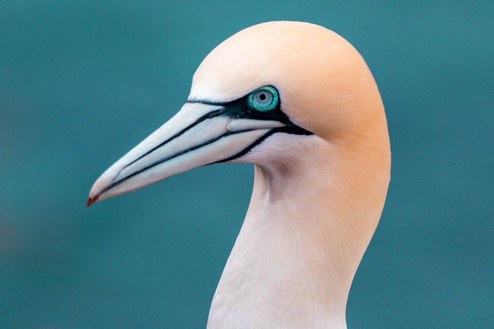 Pelecaniformes bird nature