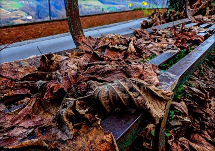Nature piemonte wood