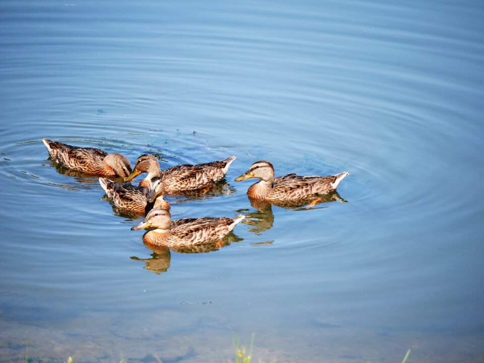 Ducks lake birds