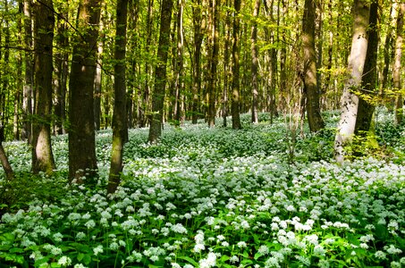 Herb healthy spring