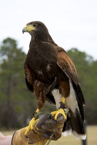 Bird falconry eagle photo