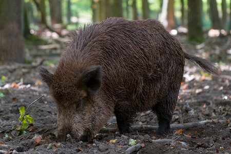 Wood animal boar photo