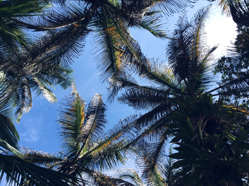 Sunshine vacation tropical