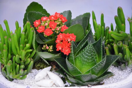 Cactus gift events