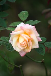 Nature garden rose photo