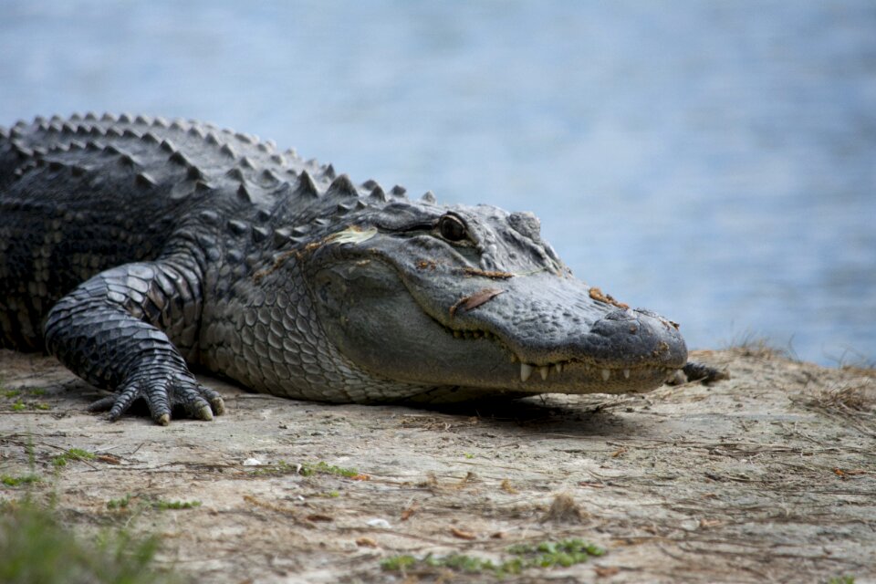Reptile animal wildlife