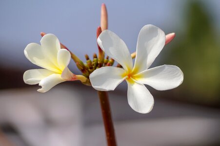 Flora blooming closeup photo