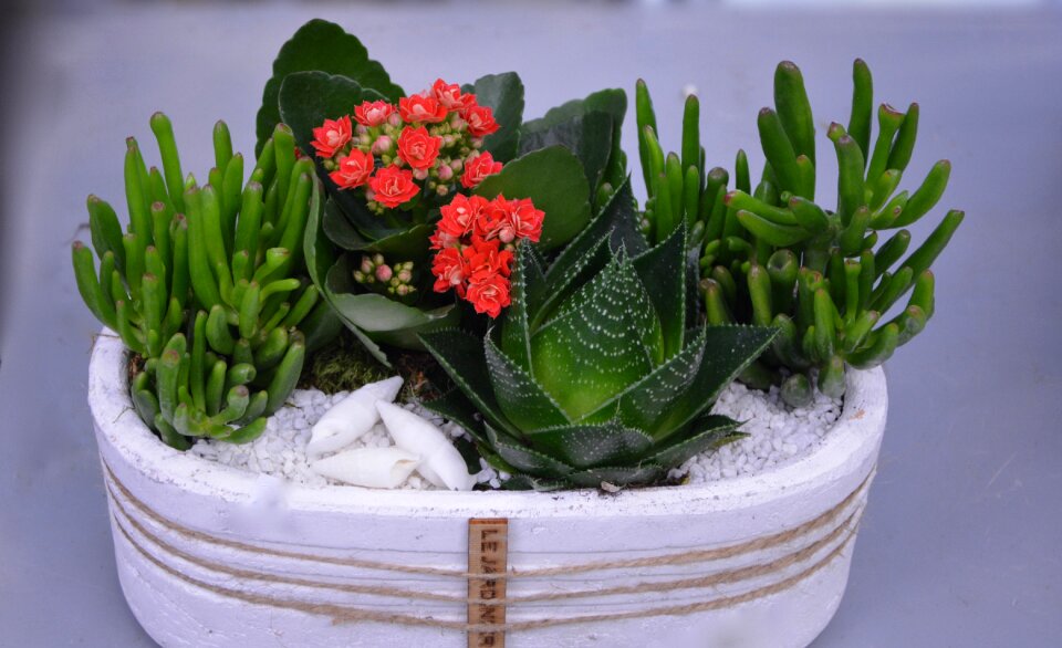 Cactus florist plant