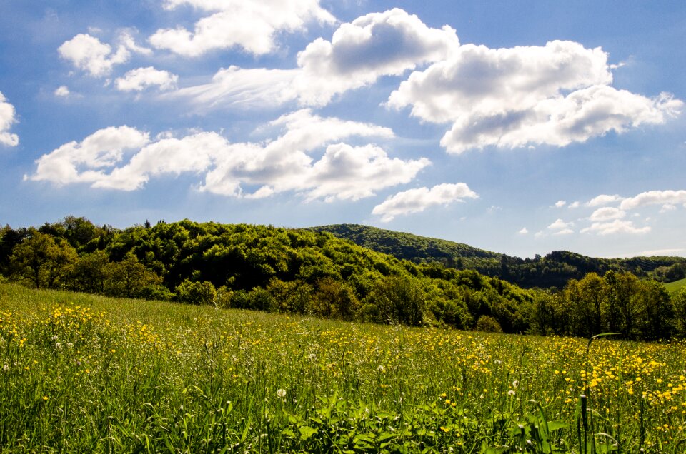 Summer day flower meadow wild herbs
