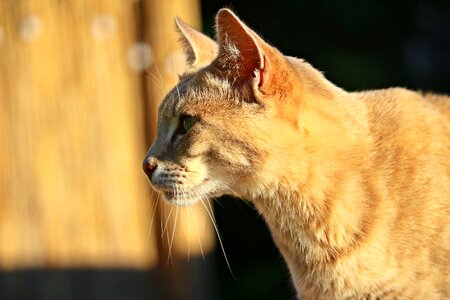 Mieze kitten domestic cat photo