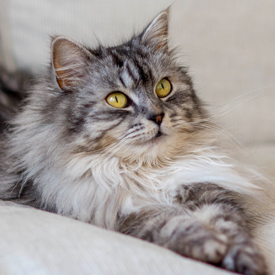 Mammal eye whiskers