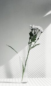 Flower vase display