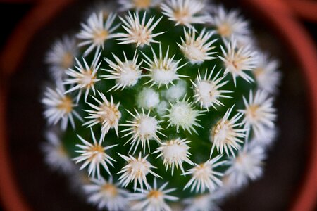 Green macro flowerpot photo