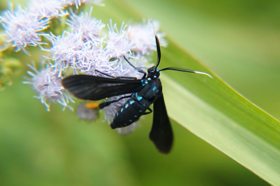 Nature macro macro photography