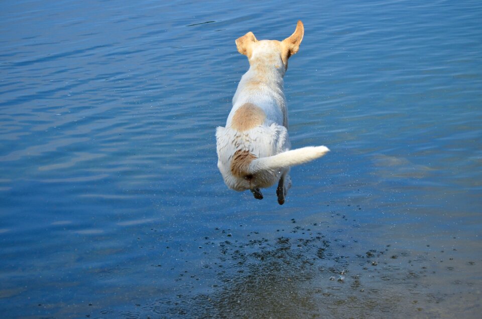 Jump into the water water blue