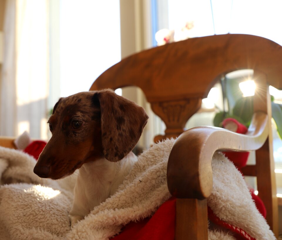 Cute animals dachshun