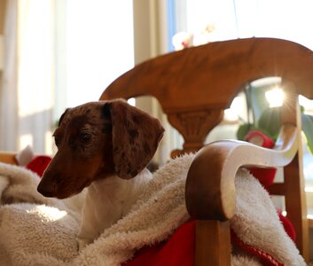 Cute animals dachshun
