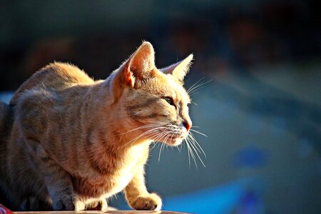 Tiger cat mackerel pet photo