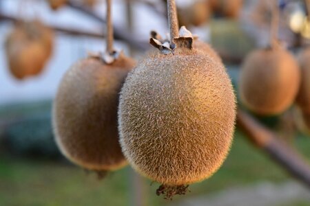 Kiwi fruit foods