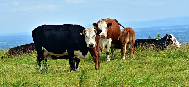 Cow grass summer photo