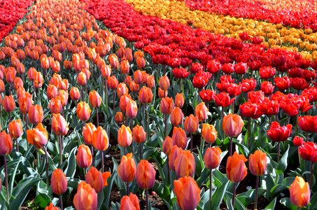 Decoration color natural