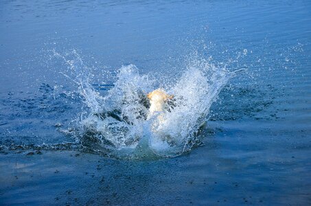 Play water dog photo