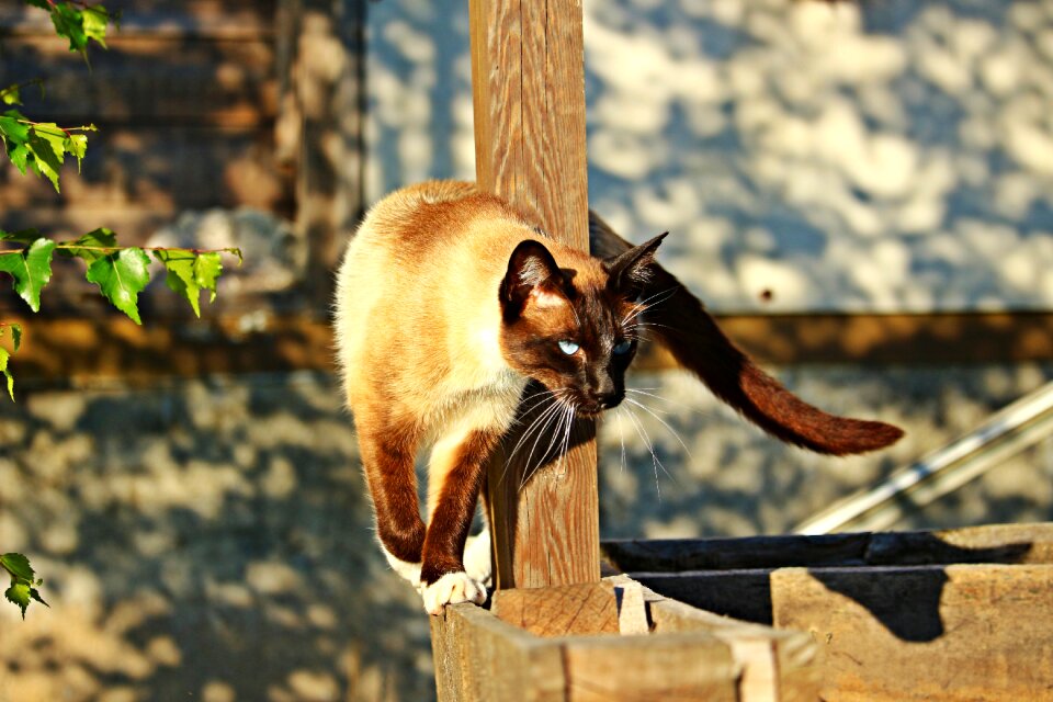 Mieze breed cat siamese