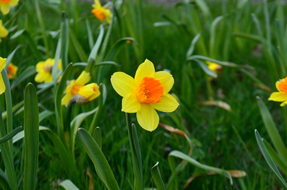 Garden summer grass